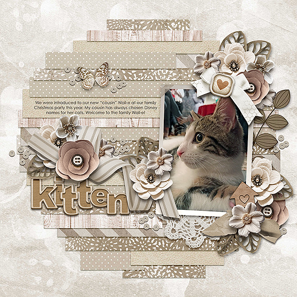 kitten