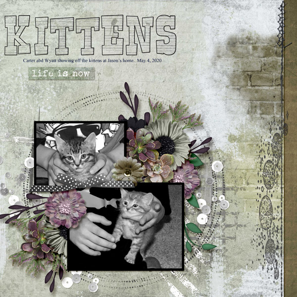 kittens_small