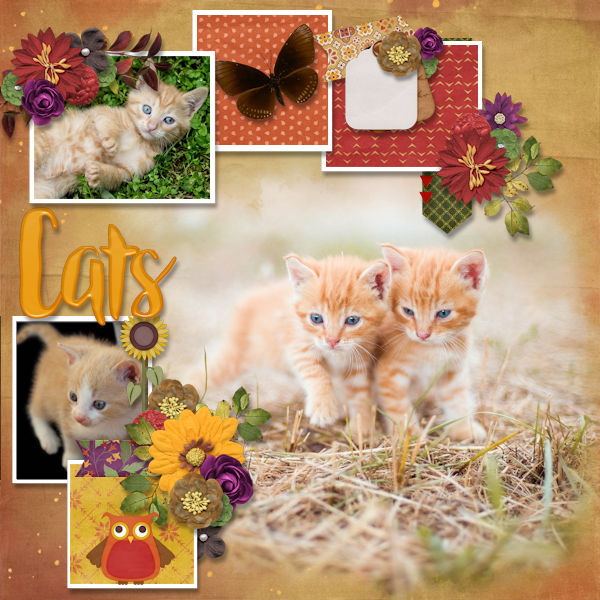 Kitties
