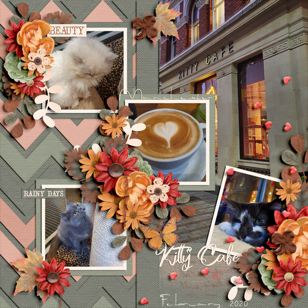 Kitty Cafe February 2020 -2