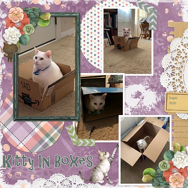 Kitty In Boxes