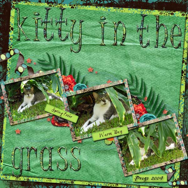 Kitty in the Grass