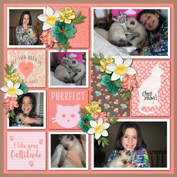 Kitty Love