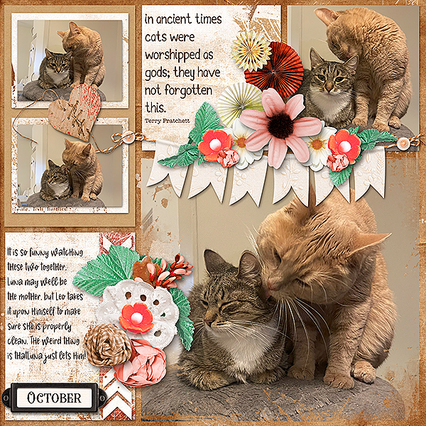 Kitty Love