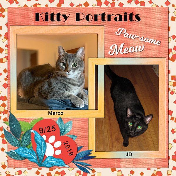 Kitty Portraits 9/2019