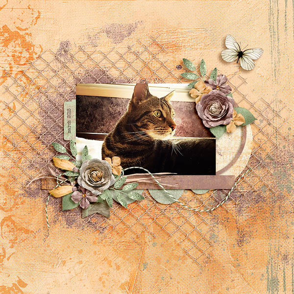 kitty