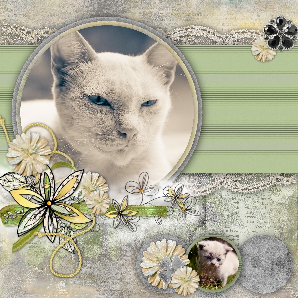 Kitty