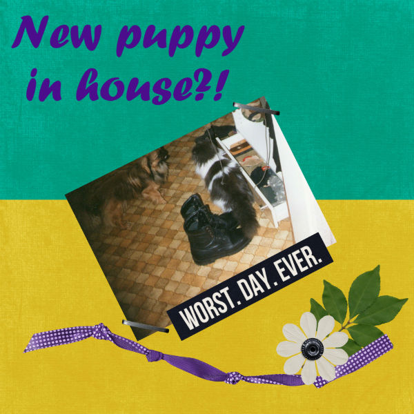 kitty_doggy