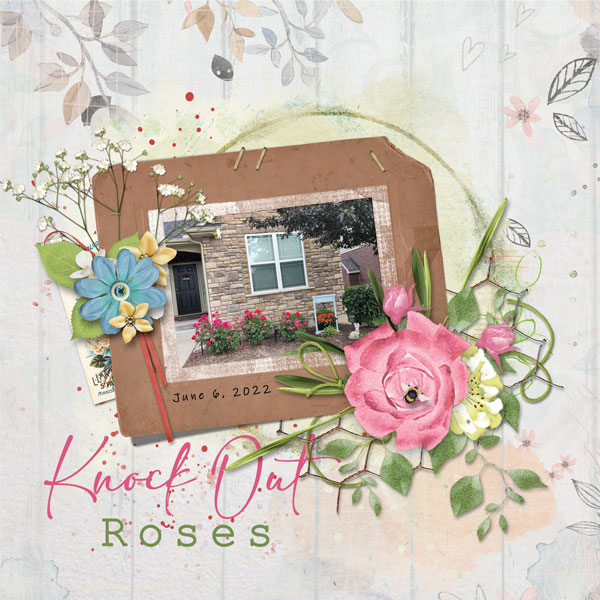 Knock Out Roses