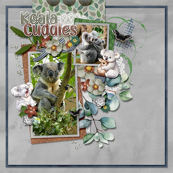 Koala cuddles