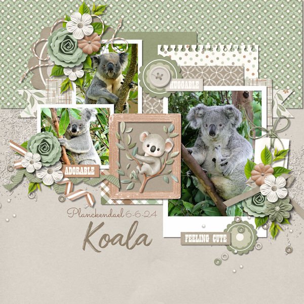 Koala Cuties