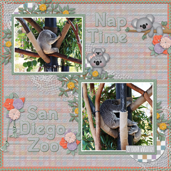Koala Kuddles