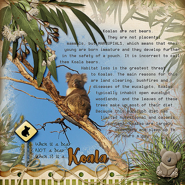 Koala