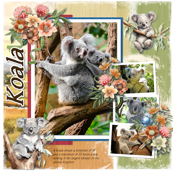 Koala