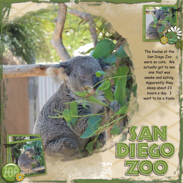Koalas
