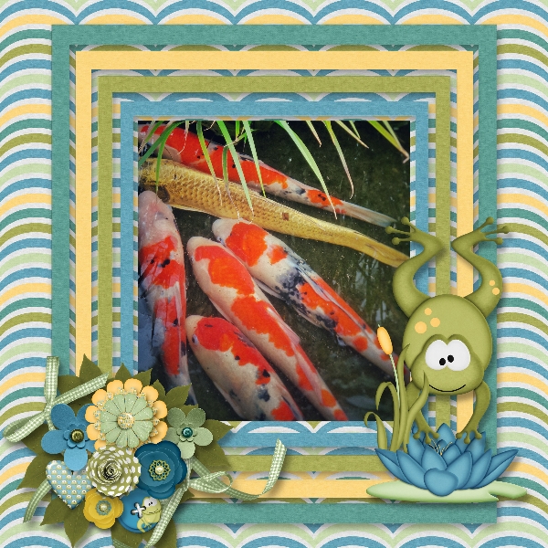 Koi!