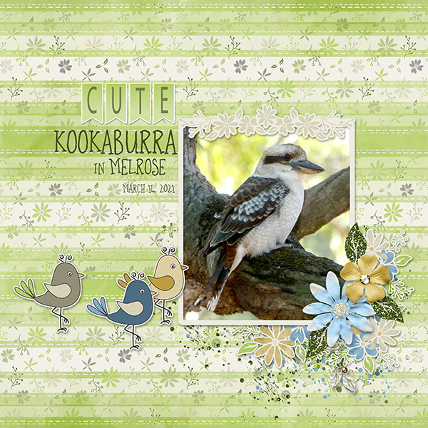Kookaburra