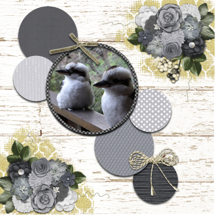 Kookaburra