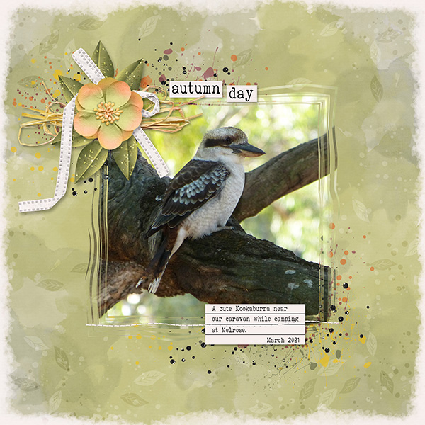 Kookaburra