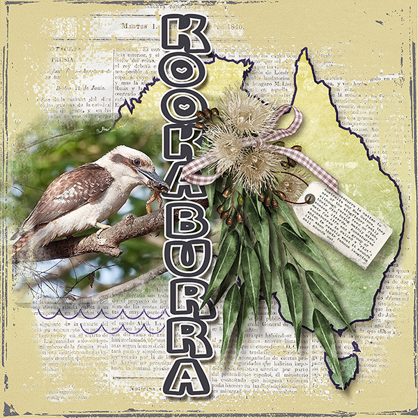 Kookaburra