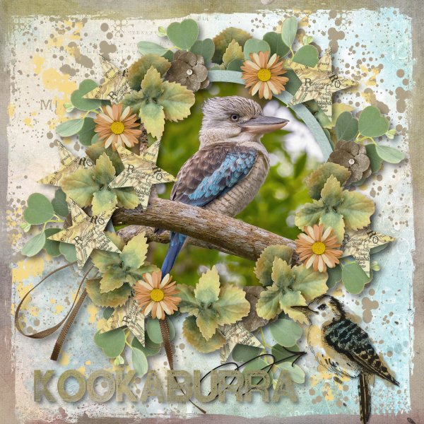 kookaburra