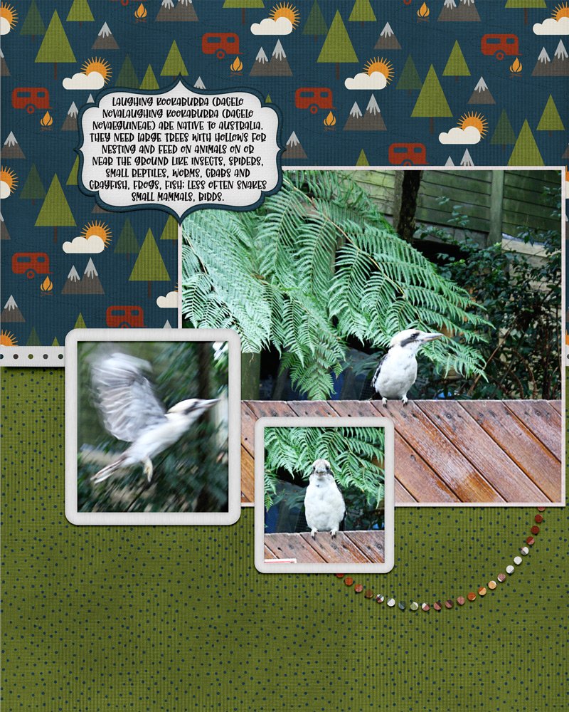 kookaburra