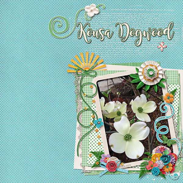 Kousa Dogwood