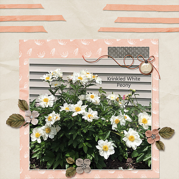 Krinkled White Peony