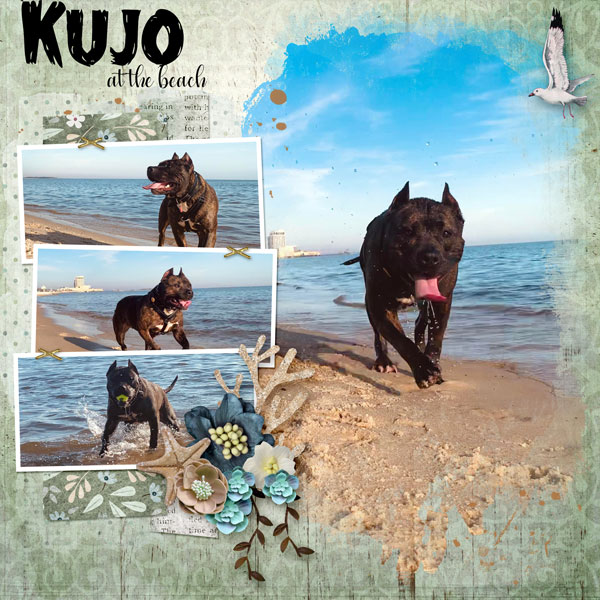 Kujo at the Beach