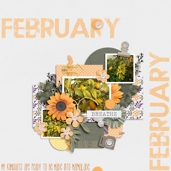 Kumquats February 2018