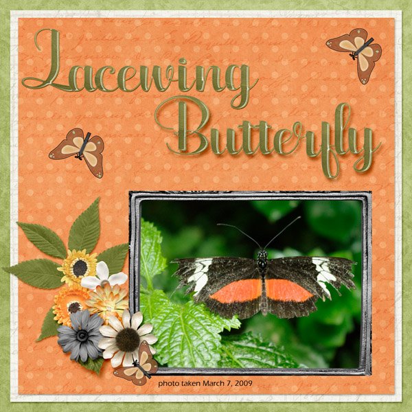 Lacewing Butterfly small.jpg
