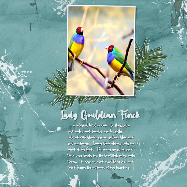 Lady Gouldian Finch