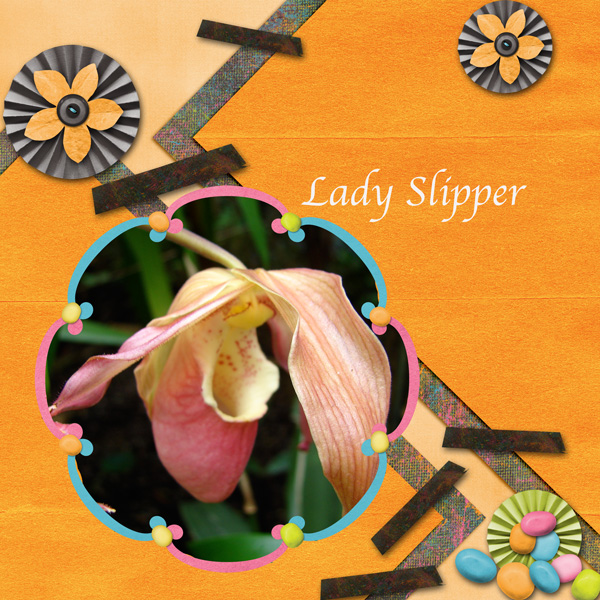 Lady Slipper