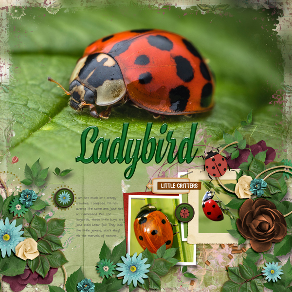 Ladybird