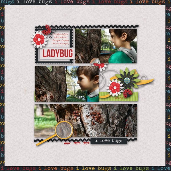 ladybug