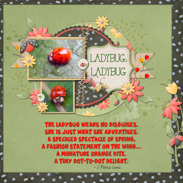 Ladybug