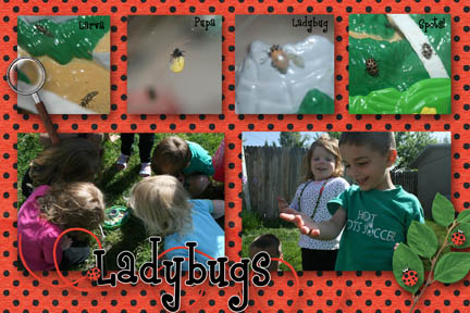 ladybugs