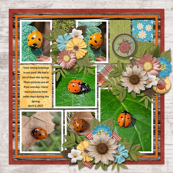 ladybugs