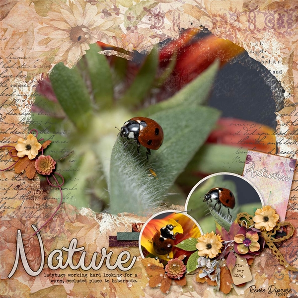 Ladybugs