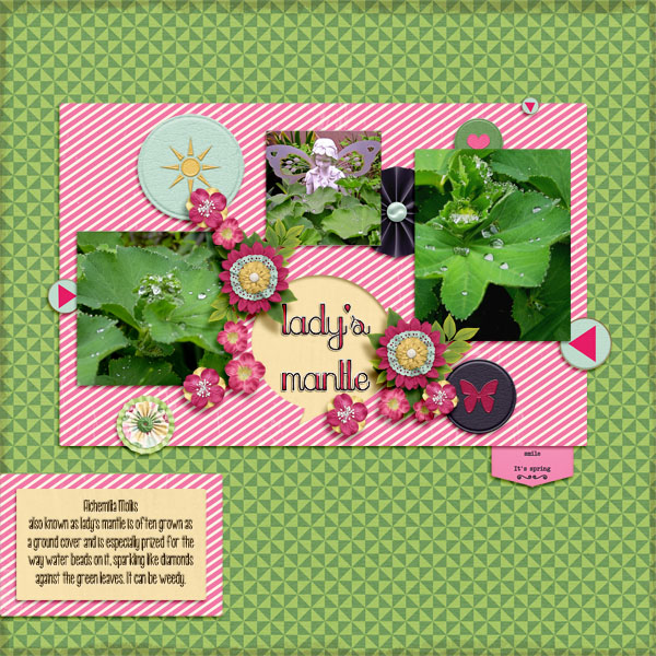 Lady's Mantle