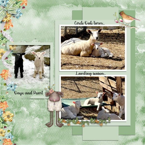 Lambing Season