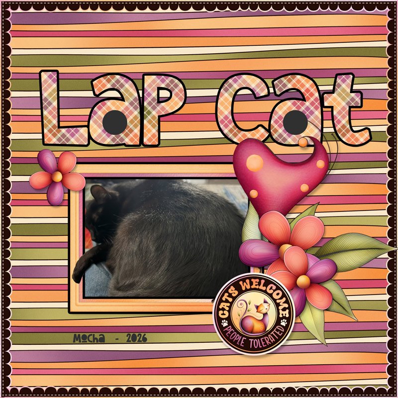 Lap Cat.jpg