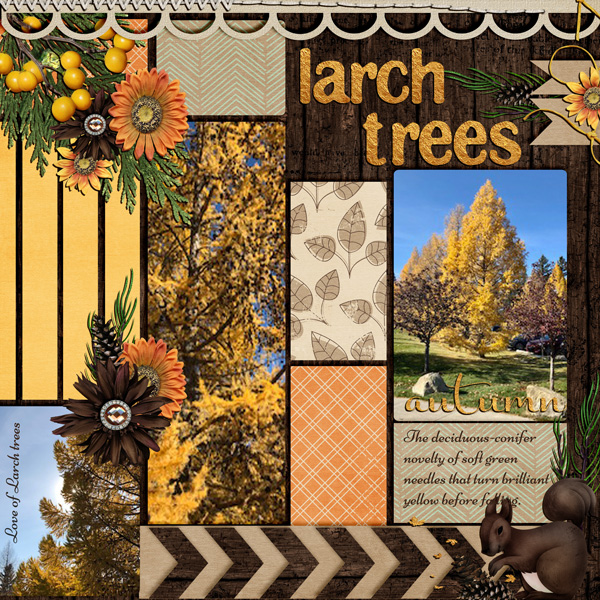 LARCH TREES