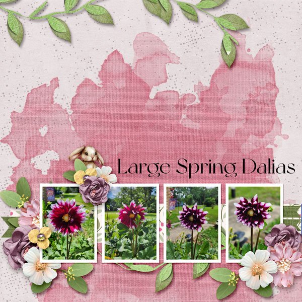 Large Spring Dalias