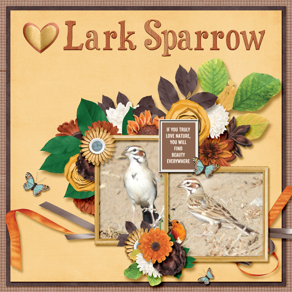 Lark_Sparrow_small