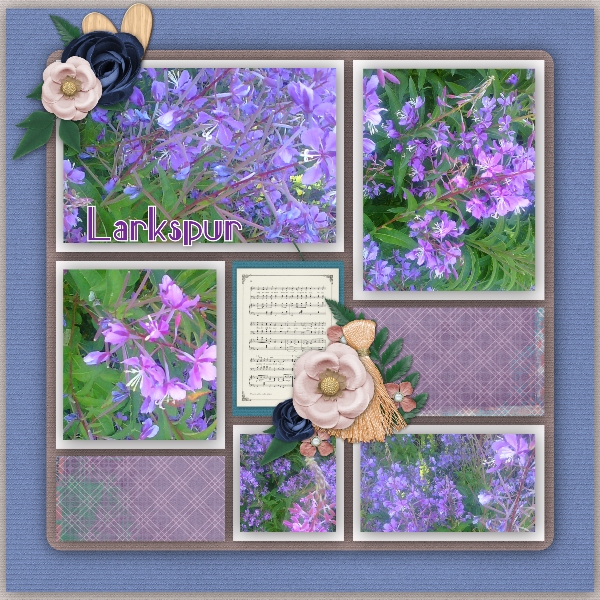 Larkspur flowers