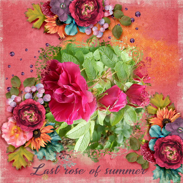 Last-rose-of-summer