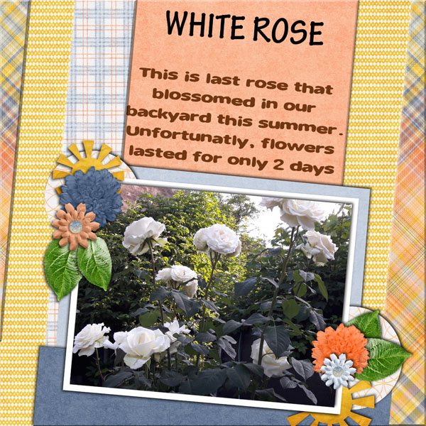 Last white rose