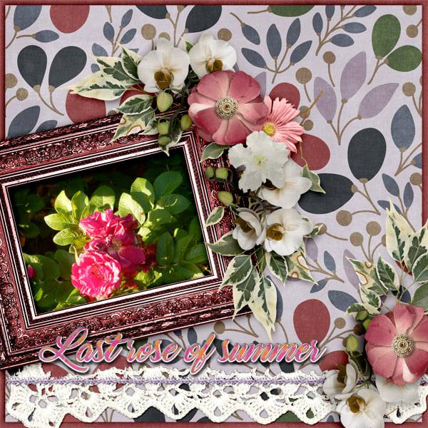 Last_rose_of_summer