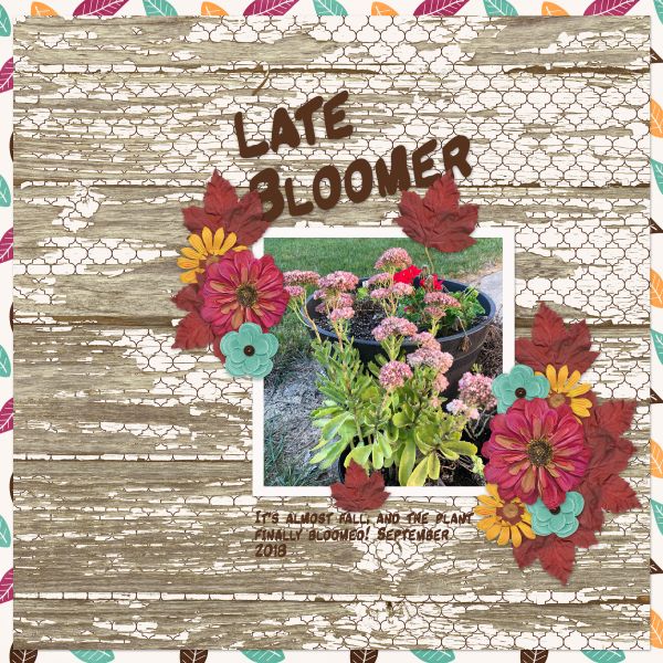 Late Bloomer